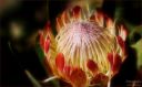 2018-06-06-Wolle_Protea.jpg