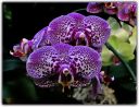 lila-orchid.jpg