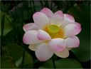 lotusbluete-c.jpg