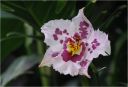 orchidee-1-01.jpg