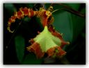 orchidee-d.jpg