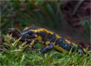 salamander-97a5.jpg