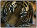 tiger-3b.jpg